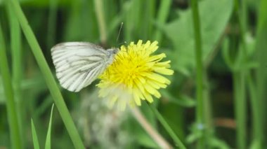  Kelebek, sarı bir karahindibanın nektarıyla beslenir.