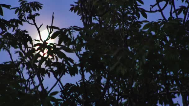 Время Движения Луны Ветвями Дерева Наступление Утра — стоковое видео