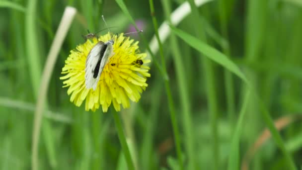 Метелик Харчується Нектарі Жовтої Кульбаби Весняному Лузі Вид Ззаду — стокове відео