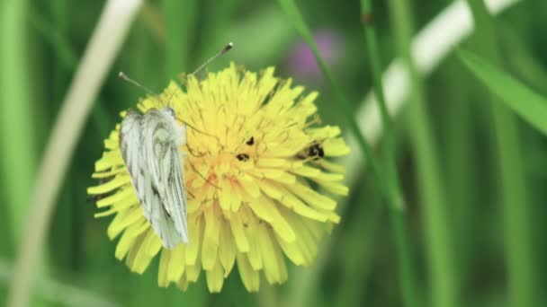Ein Schmetterling Ernährt Sich Von Nektar Aus Einem Gelben Löwenzahn — Stockvideo
