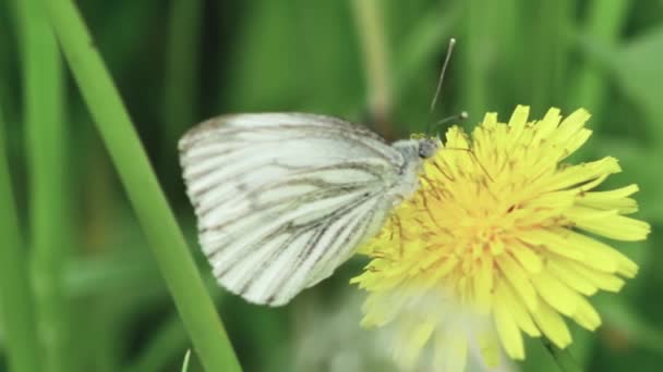 Schmetterling Ernährt Sich Von Nektar Aus Einem Gelben Löwenzahn Nahaufnahme — Stockvideo