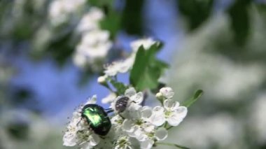 Tropinota Hiro 'nun yanındaki yeşil gül cetonya aurata beyaz çiçekleri yer.