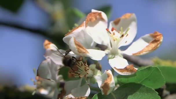 Abeille Miel Recueille Nectar Pollinise Une Fleur Pommier Contre Ciel — Video