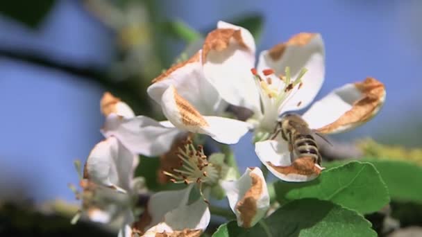 蜜蜂采集花蜜 并在蓝天下给苹果树花授粉 — 图库视频影像