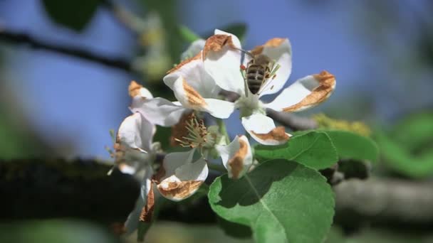 Honungsbi Samlar Nektar Och Pollinerar Äppelträd Blomma — Stockvideo