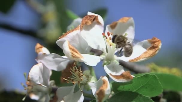 Pszczoła Miodna Zbiera Nektar Zapyla Wiosenny Kwiat Jabłoni — Wideo stockowe