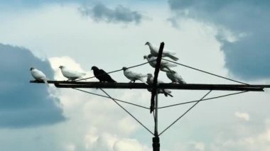 Yağmur bulutlarının arka planında renkli güvercinlerin zaman dilimi.