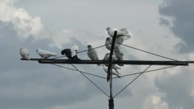 Yerel güvercinlerin zaman arkaplanı yağmur bulutları ile karşılaştırıldığında.