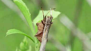 Kuru bir gövde üzerinde orman kahverengi böceği (Heteroptera), ön görünüm.