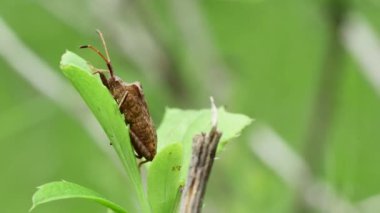 bir yaprak üzerinde orman kahverengi böceği (Heteroptera), yan görünüm.