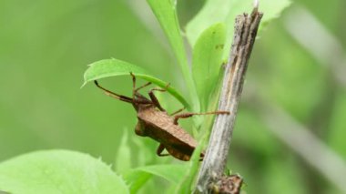  bir yaprak üzerinde orman kahverengi böceği (Heteroptera).