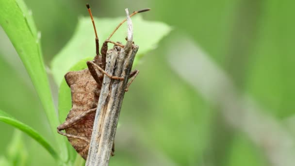 Lesní Hnědý Brouk Heteroptera Suchém Stonku Pohled Zepředu Detail — Stock video