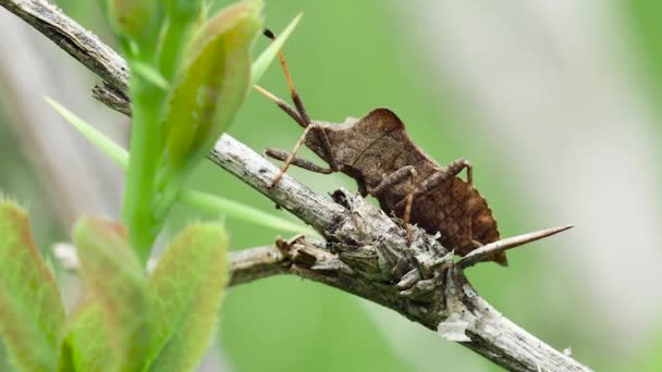 Kutu Cokelat Hutan Heteroptera Pada Batang Kering Tilikan Samping Close — Stok Video