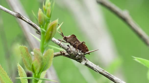 Lesní Hnědý Brouk Heteroptera Suchém Stonku Boční Pohled Mýtině — Stock video