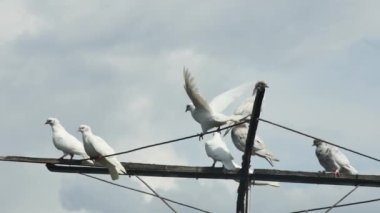 İç güvercinler gökyüzünün arka planında yağmur bulutlarıyla.