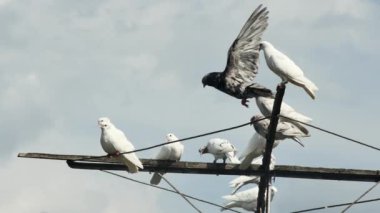  Gökyüzünün arka planında yağmur bulutlarıyla komik yerli tekerlekli güvercinler..