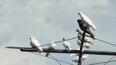  Gökyüzünün arka planında yağmur bulutlarıyla komik tekerlekli güvercinler..