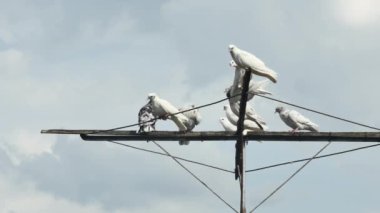 Gökyüzünün arka planında yağmur bulutlarıyla renkli tekerlekli güvercinler.