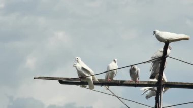  Gökyüzünün arka planında yağmur bulutları olan komik yerli güvercinler.
