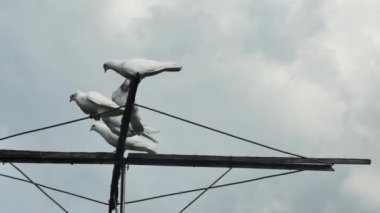  Gökyüzüne karşı yağmur bulutlarıyla uçan güvercinler..