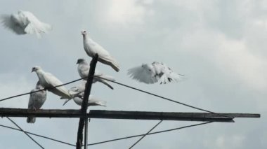  Yuvarlanan güvercinler uçar ve yağmur bulutlarıyla gökyüzüne doğru antenin üzerine iner..