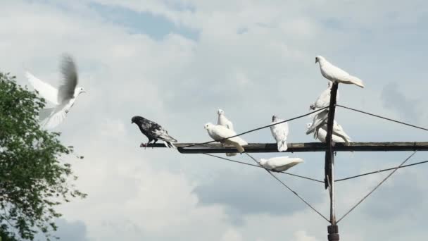 Une Colombe Blanche Vole Magnifiquement Côté Pigeons Roulants Contre Ciel — Video