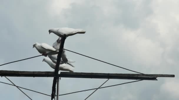 用雨云在空中打滚的鸽子 — 图库视频影像