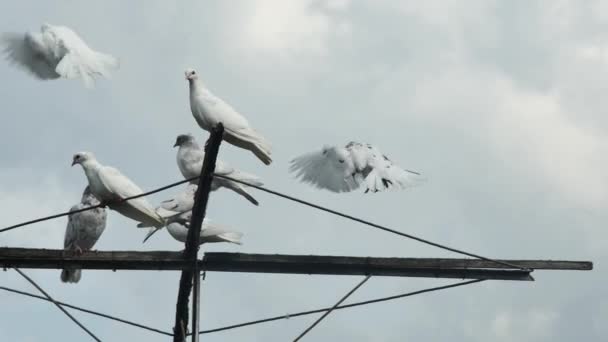 Gołębie Rolkowe Latają Lądują Antenie Niebie Chmurami Deszczu — Wideo stockowe