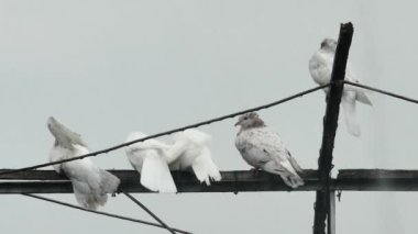 Talihsiz paten güvercinleri ağır bir bahar duşunda antende ıslanır.