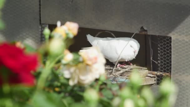 Une Belle Colombe Blanche Tournoie Entrée Pigeonnier — Video