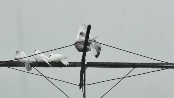 Güvercin Antenindeki Yerli Güvercinler Sağanak Altında — Stok video