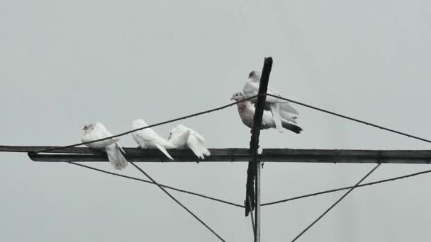 Pigeons Domestiques Sur Antenne Sous Fortes Pluies — Video