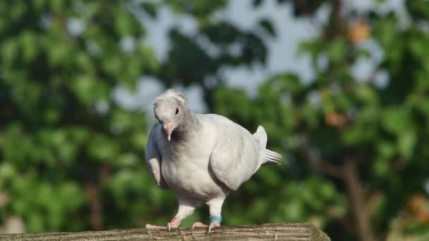 대리석 비둘기 마리가 나무의 배경을 배경으로 걸어가고 — 비디오