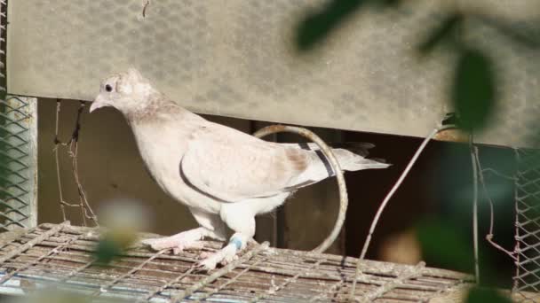 Brun Jeune Pigeon Unsweaty Difficulté Sortir Pigeonnier — Video