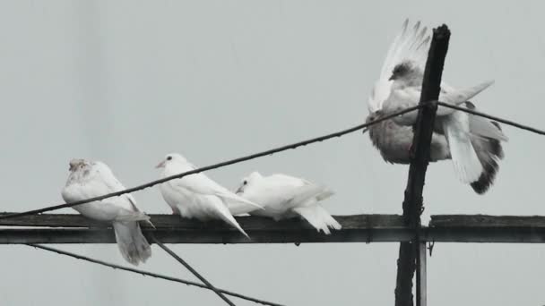 Şiddetli Yağmurda Antende Patenli Güvercinler — Stok video