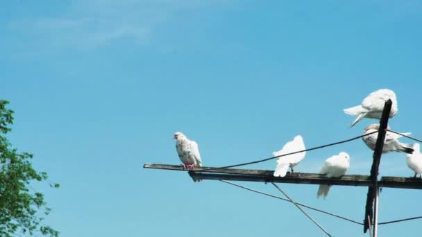 青い空に対するアンテナ上の鳩の休息時間の経過 — ストック動画