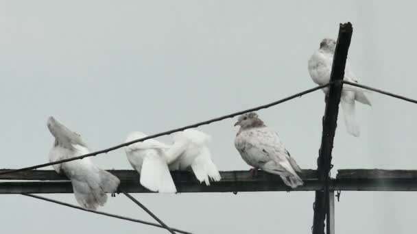 Talihsiz Paten Güvercinleri Ağır Bir Bahar Duşunda Antende Islanır — Stok video