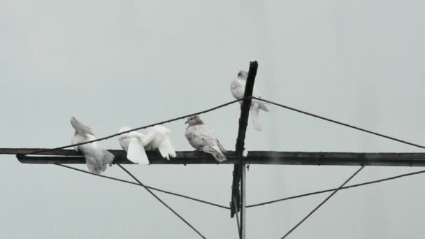 Les Pigeons Rouleaux Malheureux Mouillent Sur Antenne Sous Fortes Pluies — Video