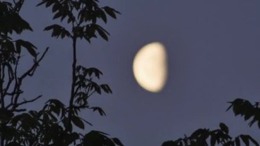  Yarım ayın hareketinin zaman aşımına uğraması ve sabahın oluşumu