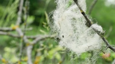 Bir parça koyun yünü rüzgarda savruluyor bahar ormanındaki bir açıklıkta, yakın planda..