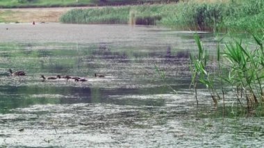 Ördek yavruları olan dişi bir yaban ördeği otla kaplı bir gölde yüzer.