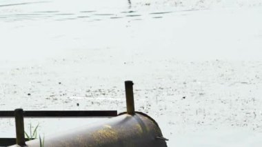 Topal köpek çobanı yüzdükten sonra gölden çıkıyor.