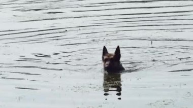 Çoban köpeği gölden çıkıyor..