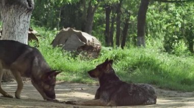 Çoban köpeği ormanın arka planında dinleniyor..