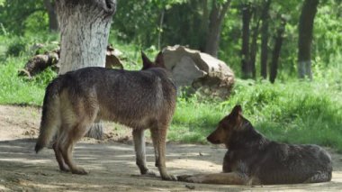 Ormanın arka planında iki çoban köpeği.