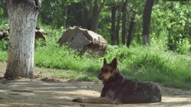 Bahar ormanının arka planında çoban köpekleri.