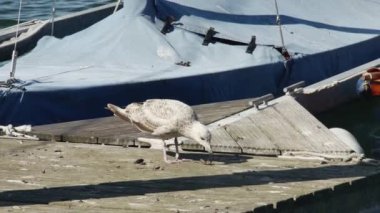 Martı yavrusu bir sandıkta teknenin yakınındaki bir rıhtımda yemek yiyor..