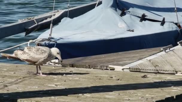 海鸥小鸡在码头吃东西 — 图库视频影像