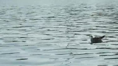 Tahta yelkenli yüzen martıların yakınında denizde sallanıyor..