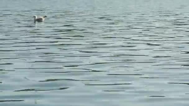 Wooden Retro Sailing Boat Swings Sea Swimming Seagulls — Stock Video